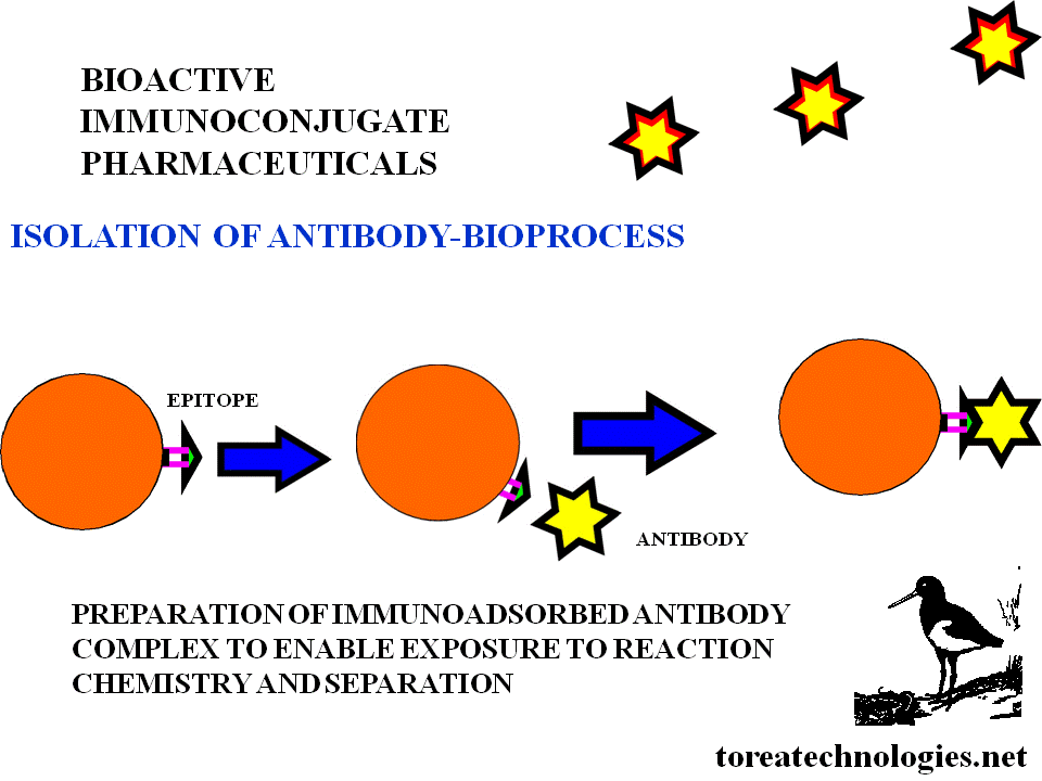 ISOLATION OF ANTIBODY IN PREPARATION OF BIOACTIVE CONJUGATION BIOPROCESS. BOUND ANTIBODY-ANTIGEN COMPLEX ALLOWS EXPOSURE TO REACTION CHEMISTRY AND SEPARATIONS. 