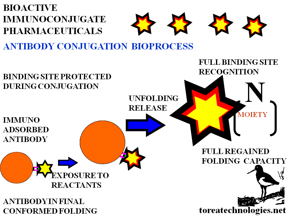 PRODUCTION OF A BIOACTIVE ANTIBODY AGENT RESULTING IN TARGETING WITH HIGH SUBSTITUENT MODIFICATION  FOLDING CAPAPACITY AND  FUNCTIONAL BINDING SITE RECOGNITION. PRODUCTION FOR PIPELINE DEVELOPMENT IN CHEMOTHERAPY,IMAGING AND ANTIBIOTICS. USEFUL IN TREATMENT RESISTANCE AND SOURCED FROM BIOTECHNOLGY AND MOLECULAR BIOLOGY RESEARCH. 