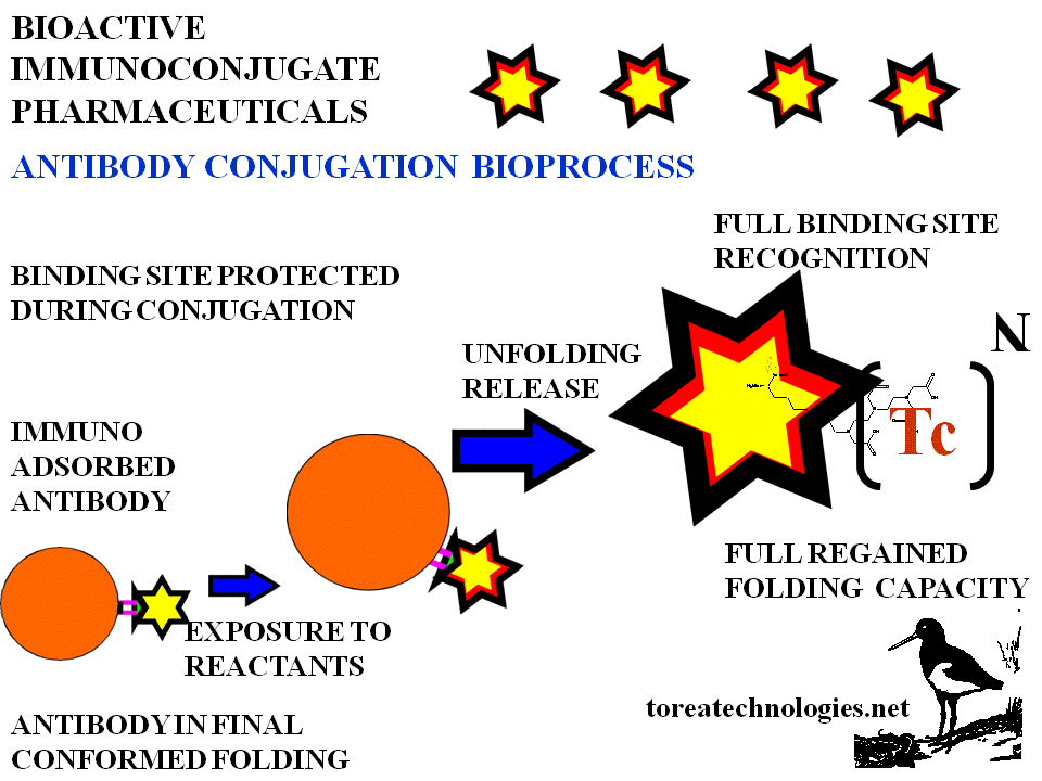 TEHNETIUM BIOACTIVE IMMUNOCONJUGATES PREPARED IN A BIOPROCESS. FULL BINDING SITE RECOGNITION AND NATIVE FOLDING CAPACITY ALLOW HIGHER SPECIFIC LABELING AND USE FOR EARLY NON INVASIVE DIAGNOSIS WITH BETTER IMAGE RESOLUTION. IMMUNOREACTIVE AND PERISTENT ANTIBODY LOCALISATION ATTRIBUTES ALLOW HIGHER TARGET TO BACKGROUND RATIOS.